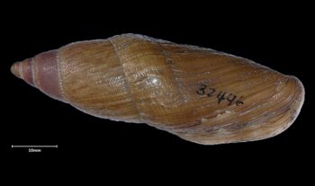 Media type: image;   Malacology 32446 Aspect: dorsal